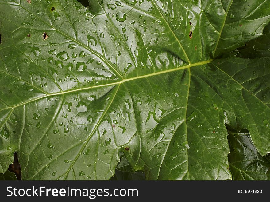 A large dark green leaf with raindrops. A large dark green leaf with raindrops