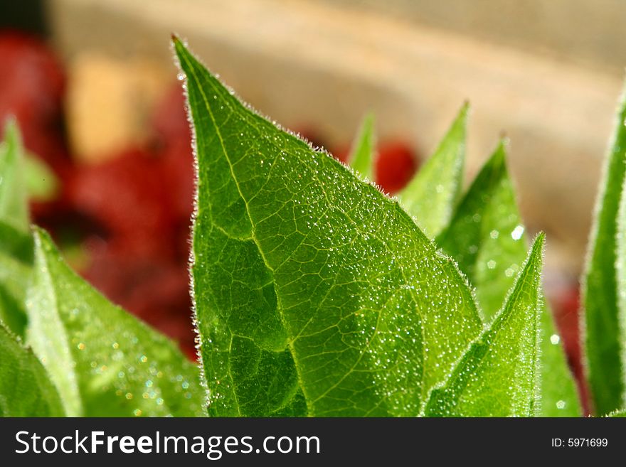 A close up of green leaves, wet with dew. A close up of green leaves, wet with dew.