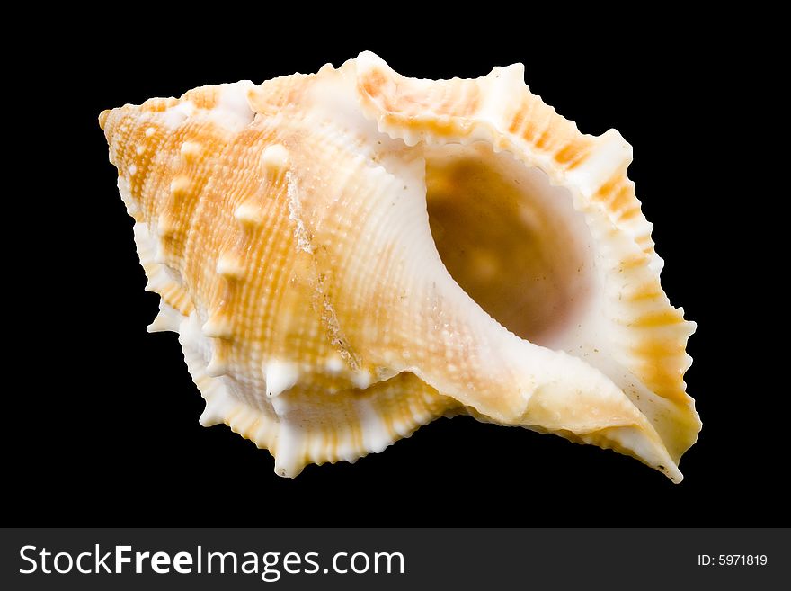 Detail of a conch on the black background