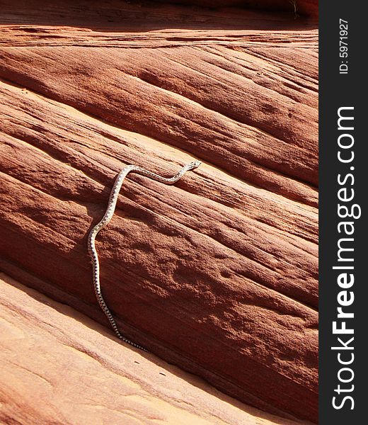 Rattlesnake in Buckskin Gulch, Utah.
Hiking through Buckskin Gulch, the longest slot canyon in the American Southwest.