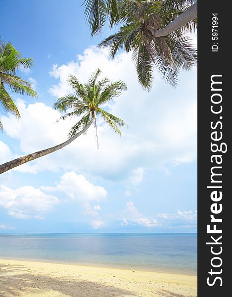 View of nice tropical empty sandy beach with some palm. View of nice tropical empty sandy beach with some palm