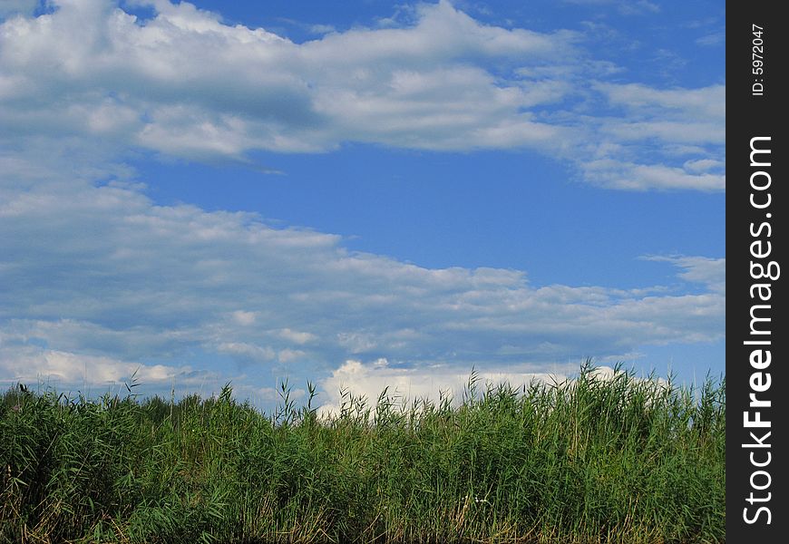 View of nice green plants