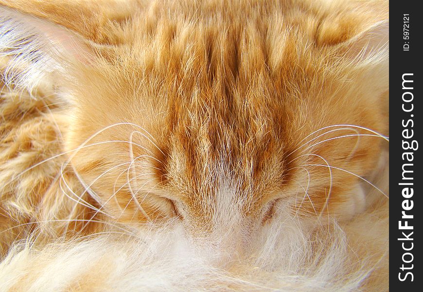 Picture of red white sleeping turkish angora cat