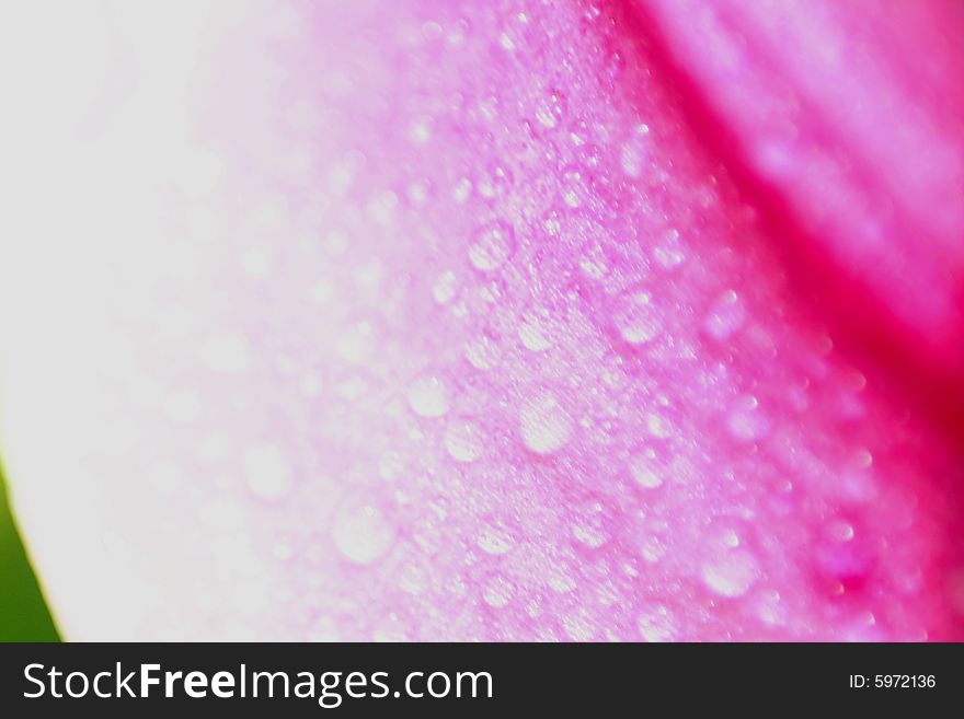 A macro image of a pink flower petal with dew on it. A macro image of a pink flower petal with dew on it.