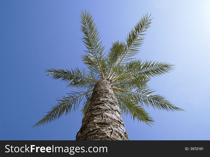 Palm tree reaching for a beautiful warm blue sky