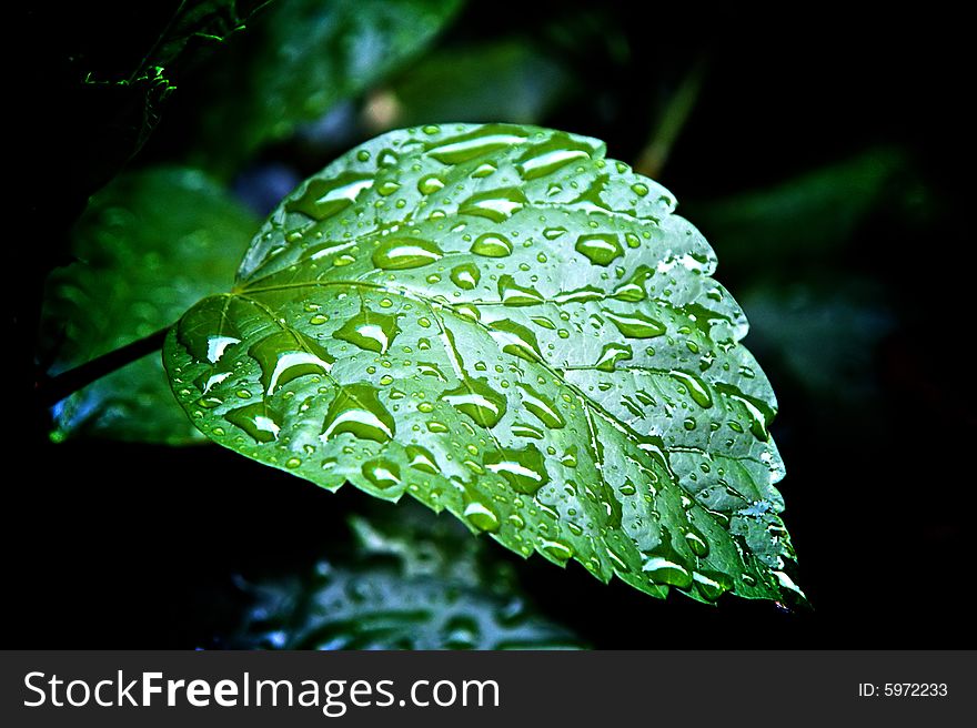 A rain soaked leaf glows with drops of reflective water. A rain soaked leaf glows with drops of reflective water