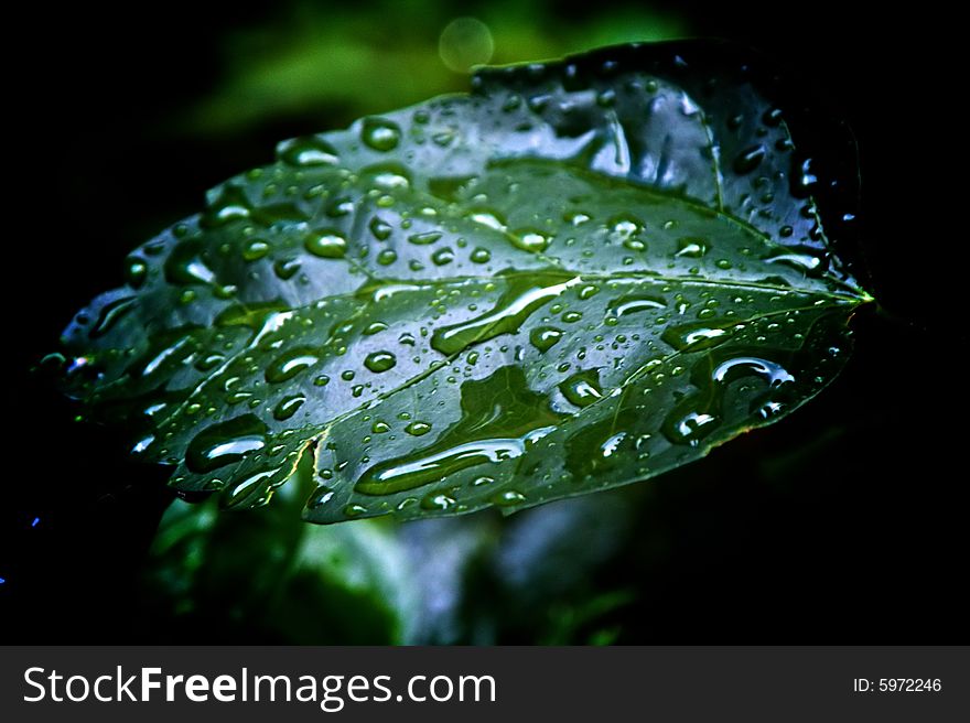 A rain soaked leaf glows with drops of reflective water. A rain soaked leaf glows with drops of reflective water