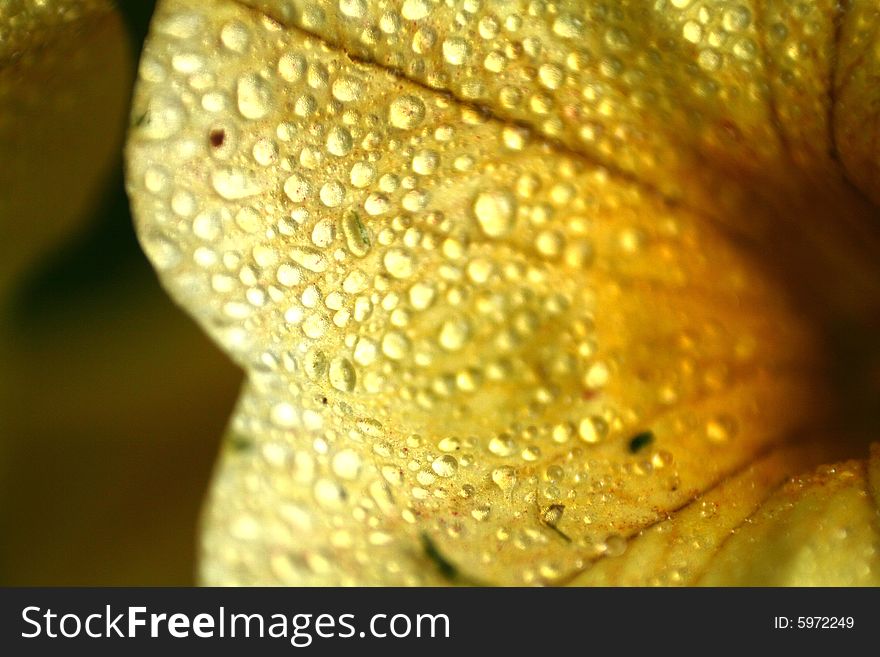 A yellow flower covered in dew with color enhancement.