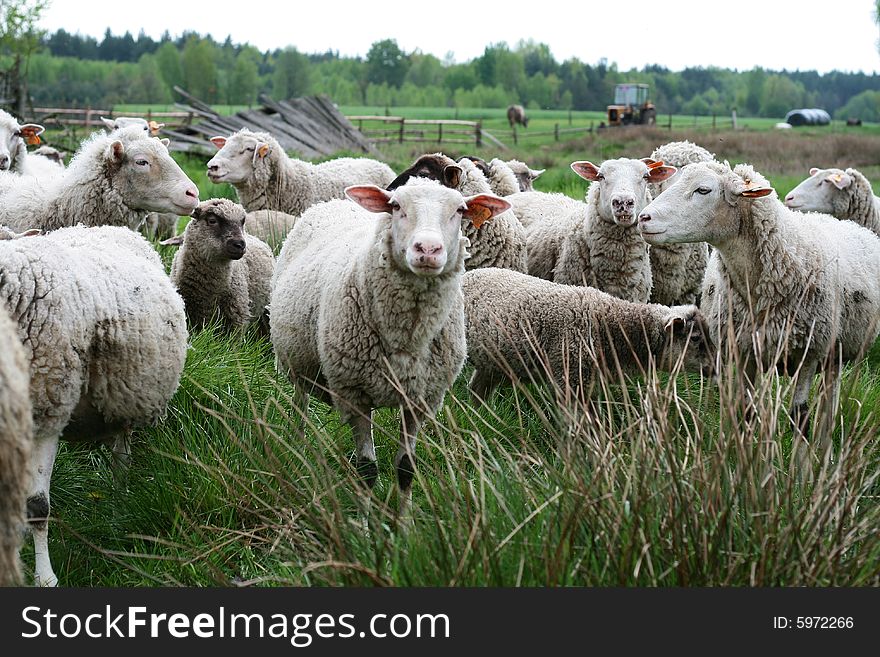 A lot of white sheeps