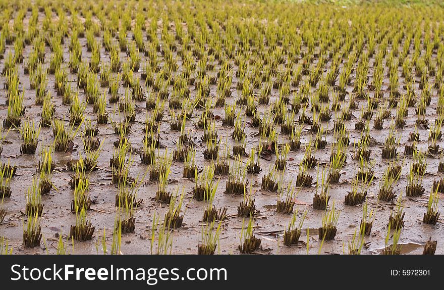 Image of a rice culture field in autumn.