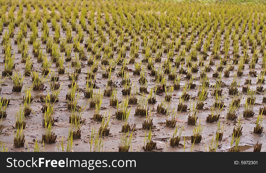 Rice culture field