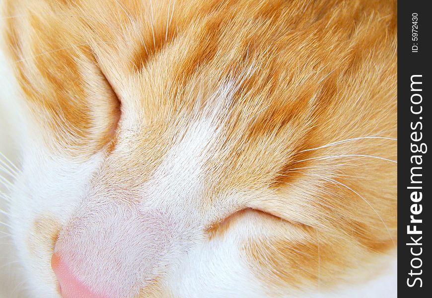 Close up of red and white turkish angora cat sleeping