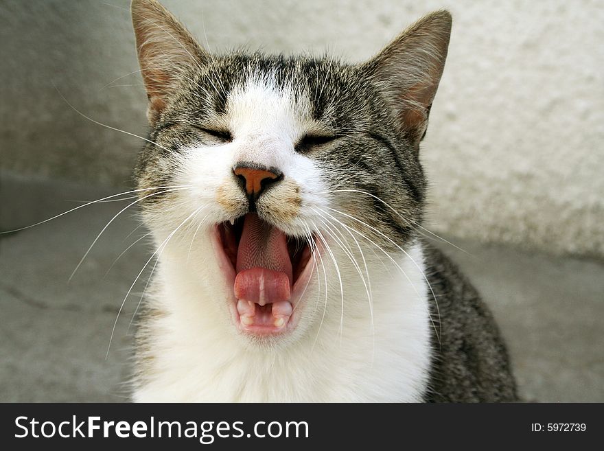 Cat screaming with mouth opened to the camera. Cat screaming with mouth opened to the camera.