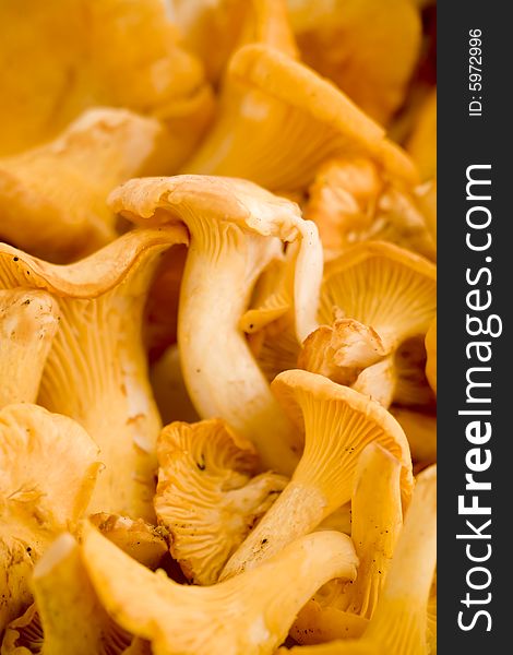 Close up of fresh golden chanterelles piled on the table