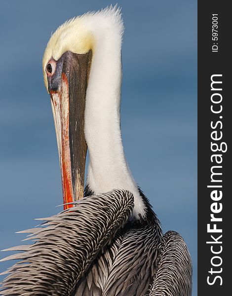 Brown Pelican Preening