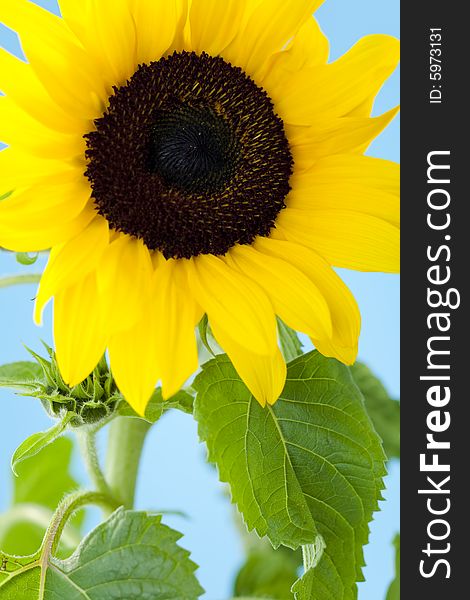 Small single sunflower against blue background