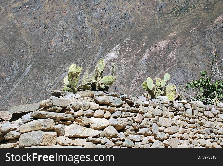 Cactus On Incaqn Ruins