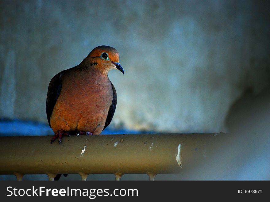A bird sits trapped in a stairway.