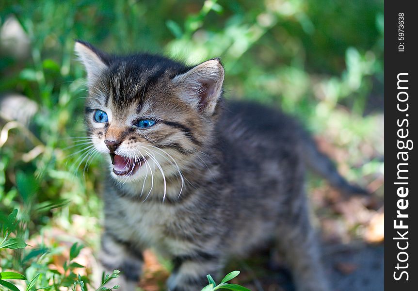 Close-up wicked kitten on green grass background