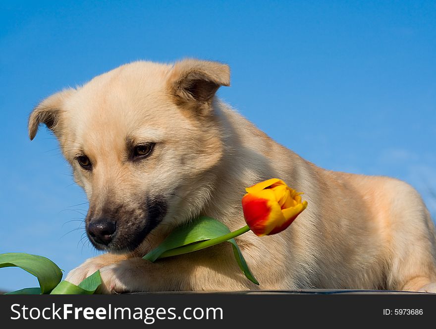 Puppy dog  with tulip in forefoots, on blue sky. Puppy dog  with tulip in forefoots, on blue sky