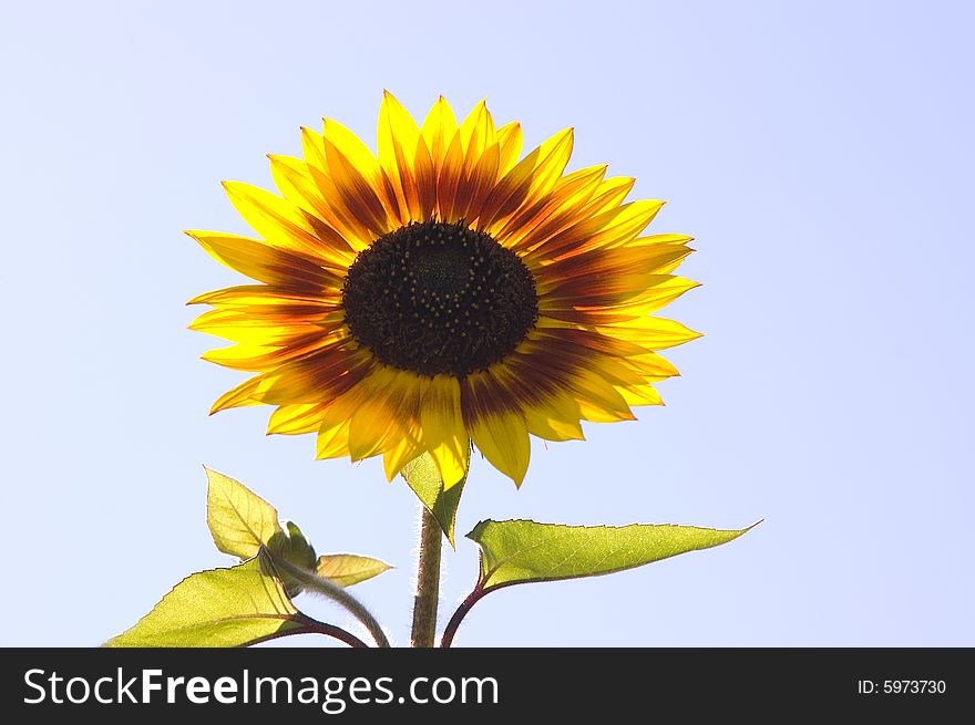 Multicolored  Sunflower backlit over sky