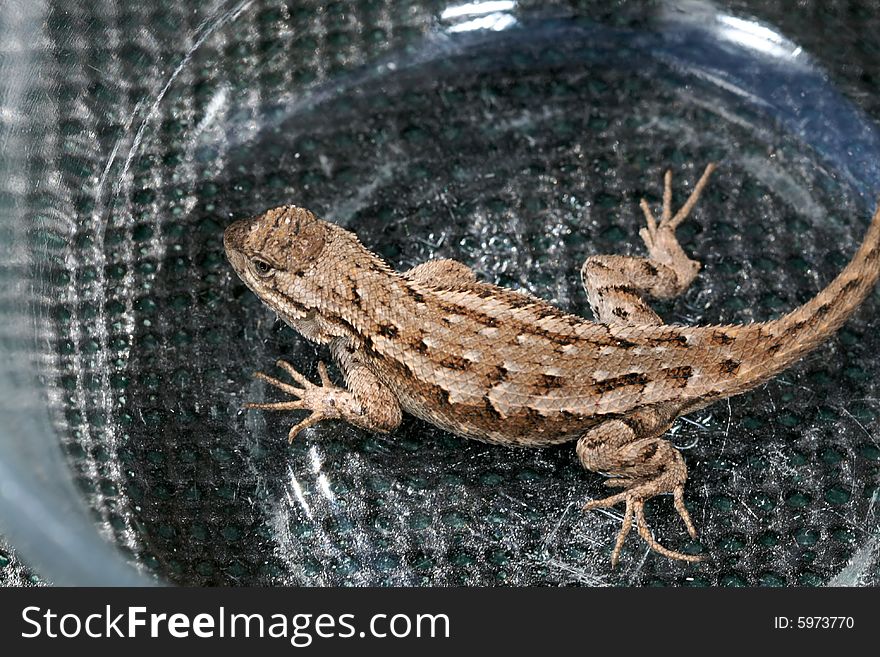 Small brown lizard caught in Washington state