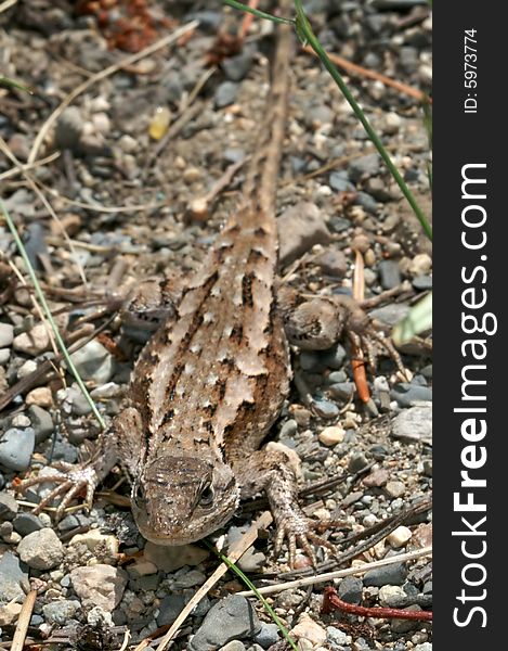 Small brown lizard caught in Washington state