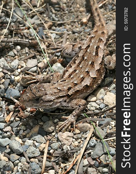 Small brown lizard caught in Washington state