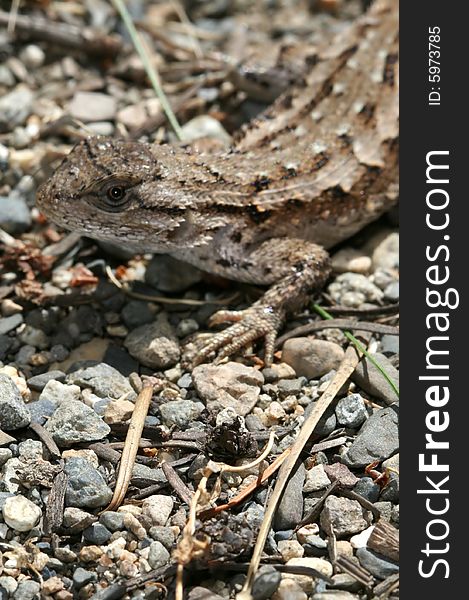 Small brown lizard caught in Washington state