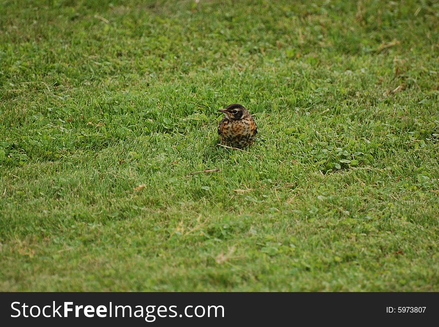 Baby Robin