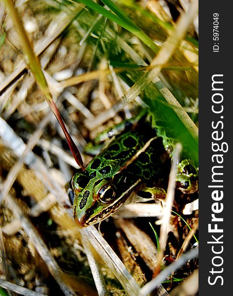 Frog hidden in the grass.