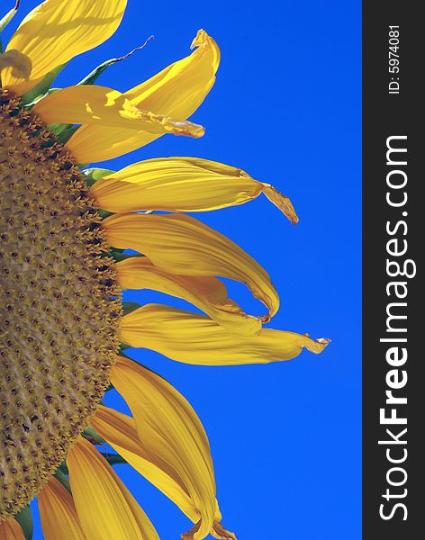 Half of a golden sunflower with blue sky background. Half of a golden sunflower with blue sky background