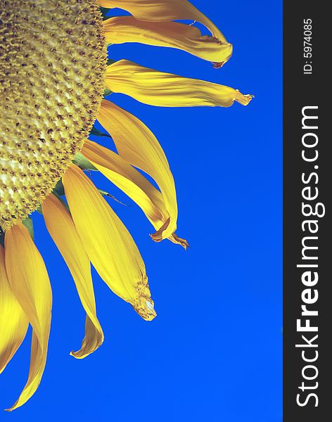 Quarter of a golden sunflower with blue sky background. Quarter of a golden sunflower with blue sky background