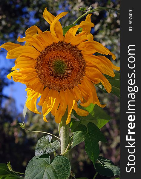 Half of a golden sunflower with blue sky background. Half of a golden sunflower with blue sky background