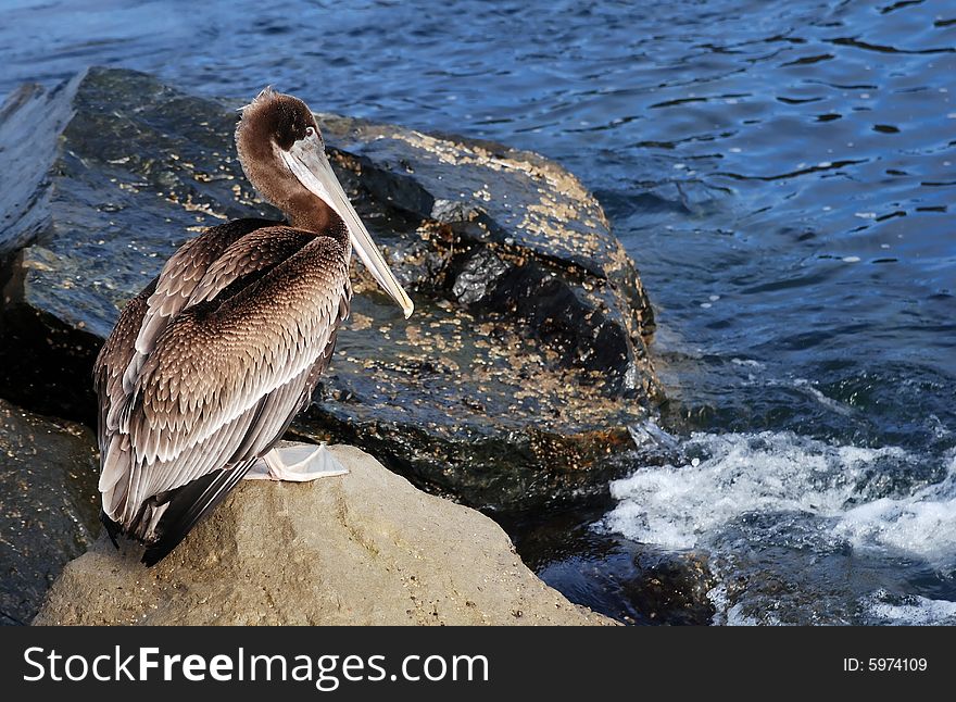 Brown Pelican sitting on rocks by the sea