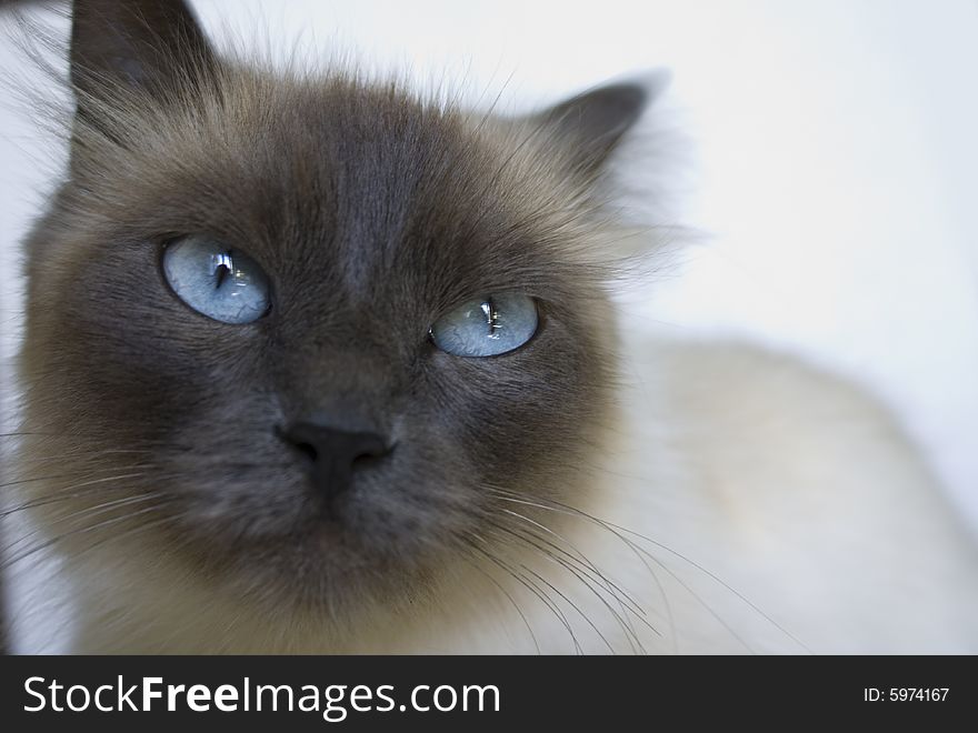 Angry Cat - Free Stock Images & Photos - 5974167 | StockFreeImages.com