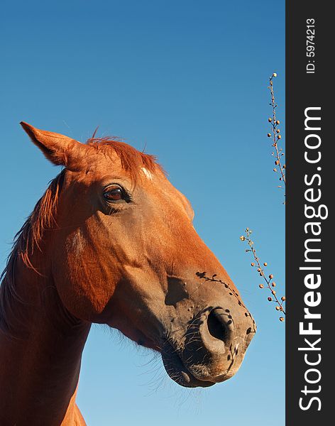 Bay horse portrait in setting sun