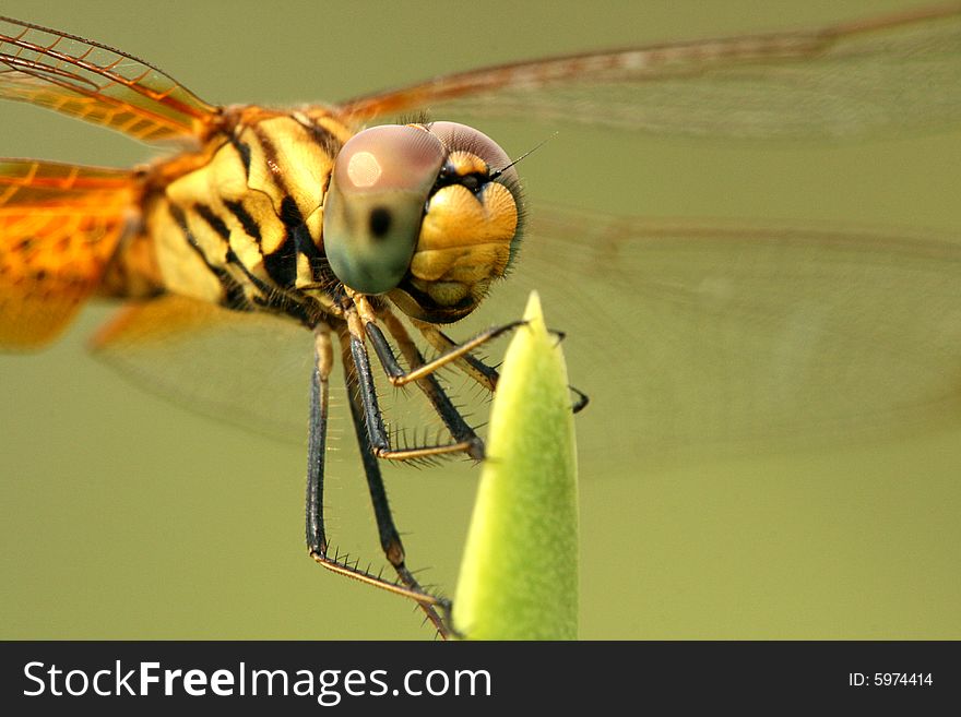 The side view of dragonfly