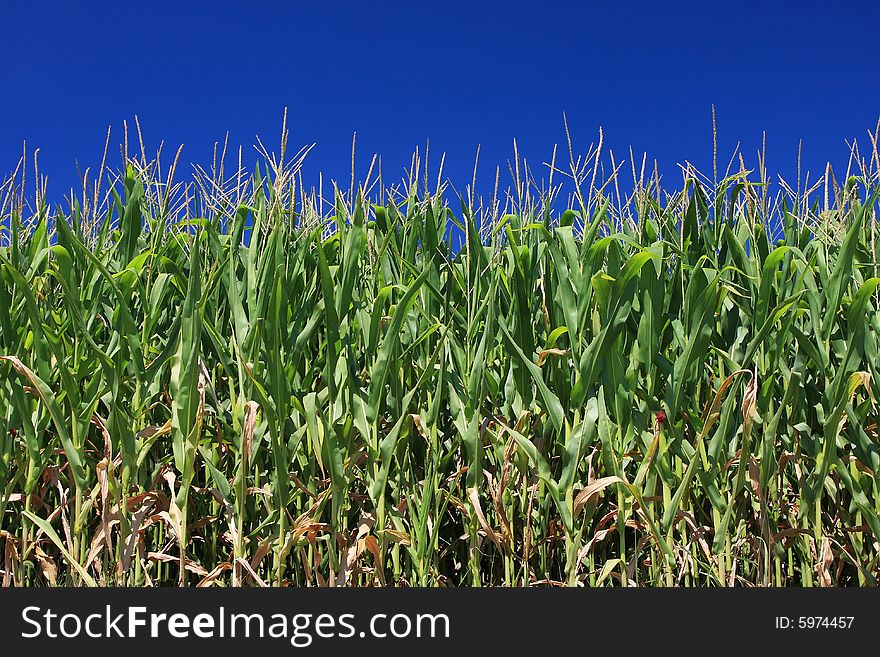 Maize Field And Blue Sky