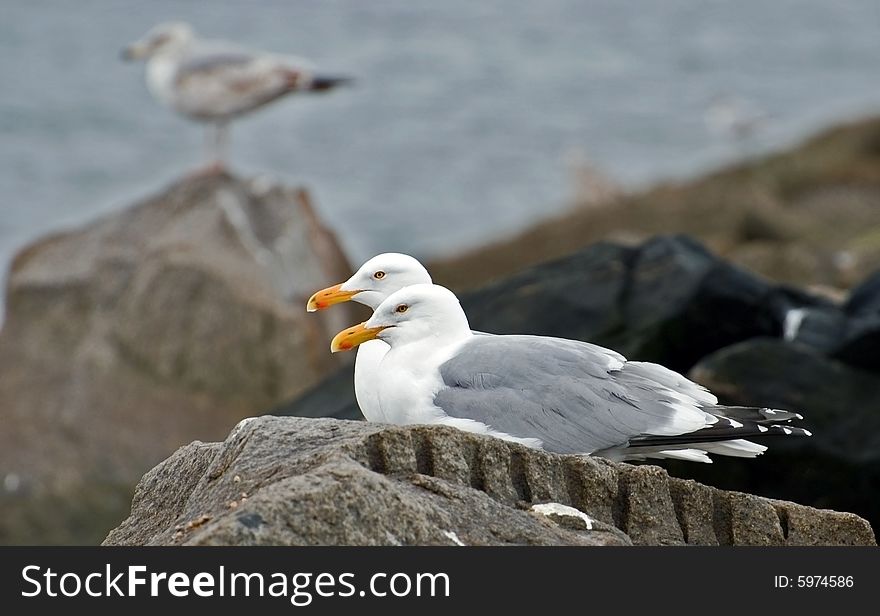 Pair of gulls sit on a stone at ashore ocean