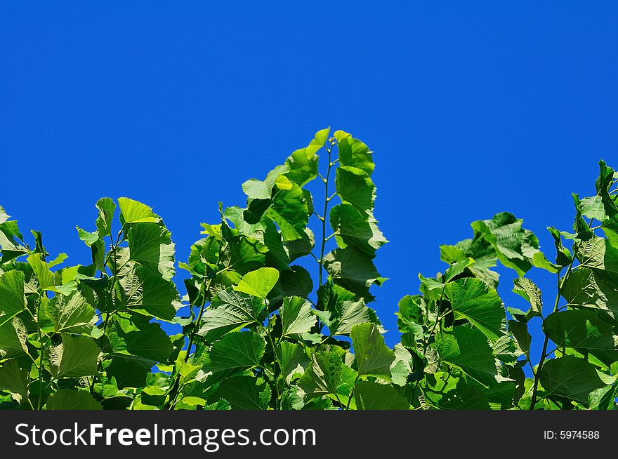 Lime tree in a sunny hot summer day. Lime tree in a sunny hot summer day