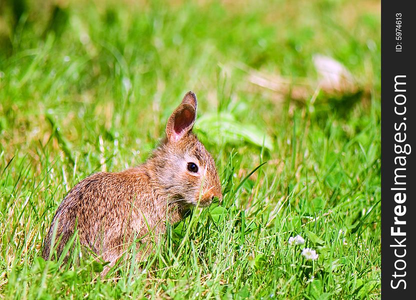 Bunny smells a clover