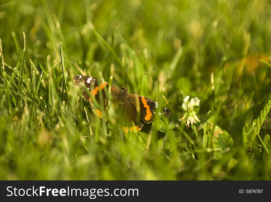 Colorful butterfly sitting in green grass. Colorful butterfly sitting in green grass.