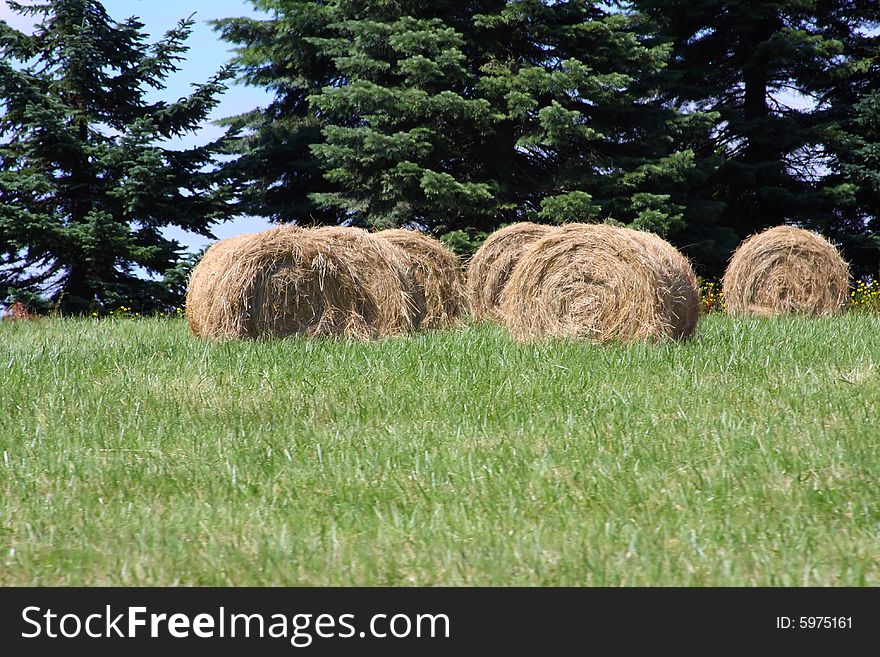 Round hay bales in a green pasture with trees behind.