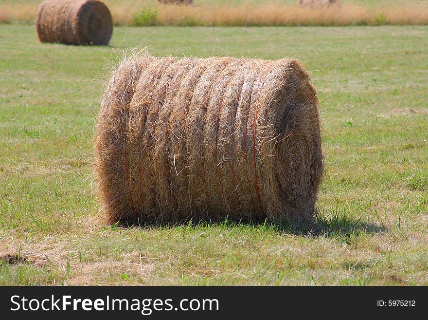 Round bale of hay in a pasture with green grass sprouting.