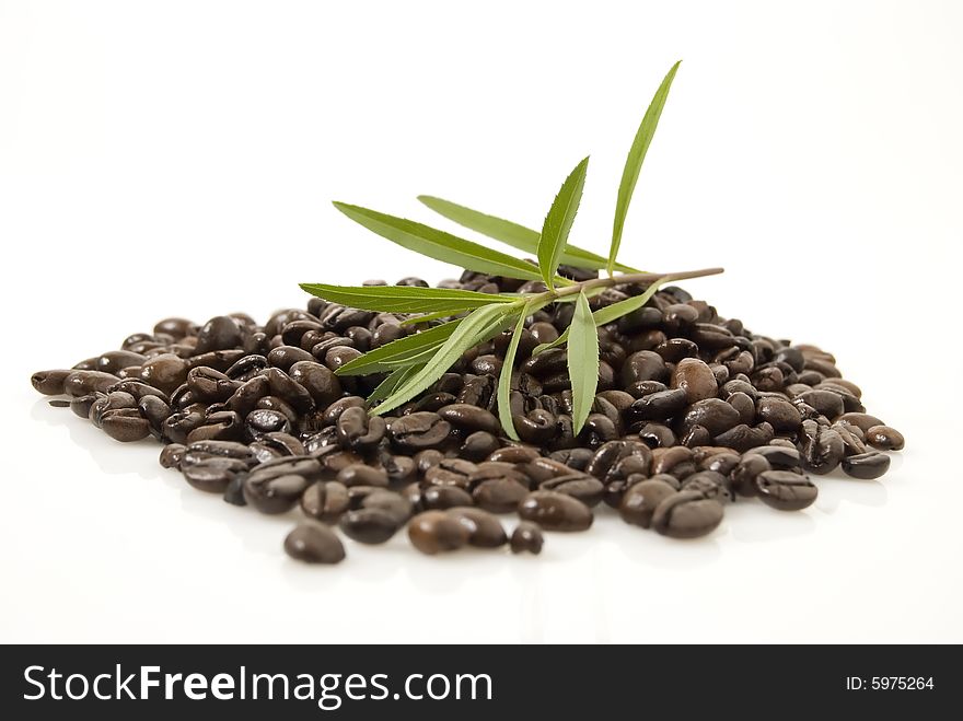 Closeup shot of coffee beans against white background with Tarragon herb on top