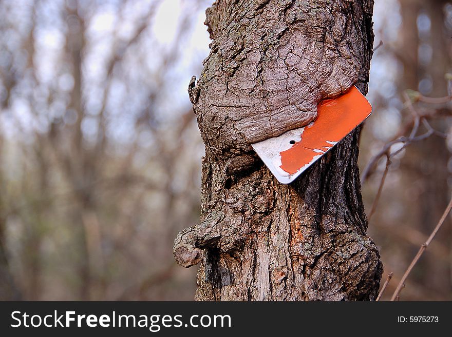 Tree trunk that grew around an old trail sign. Tree trunk that grew around an old trail sign.