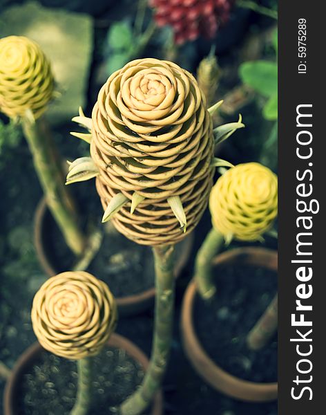 Cross-processed yellow, thick-skin cone flower from Asia. Cross-processed yellow, thick-skin cone flower from Asia