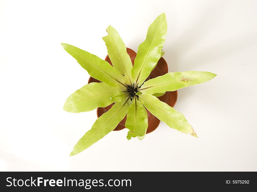 Star-shaped plant against blue background. Star-shaped plant against blue background