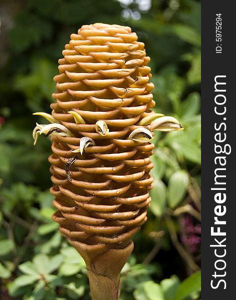 Yellow, thick-skin cone flower from Asia. Yellow, thick-skin cone flower from Asia